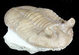 Nice Asaphus Punctatus Trilobite - Russia #45986-1